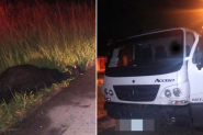 Boi morre atropelado por caminhão ao cruzar a Rodovia Jorge Lacerda, em Ilhota