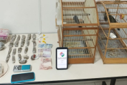 PM encontra droga escondida em congelador, sof� e guarda-roupas e jovem � preso por tr�fico em Gaspar