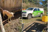 Casal � preso por manter mais de 30 c�es e gatos em situa��o de maus-tratos em Blumenau